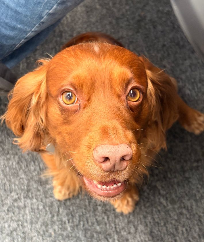 Chase - TSS office dog
